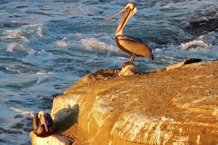 Private Shuttled Coastal Gems Tour — San Diego Beaches, Cliffs & Wildlife photo 5