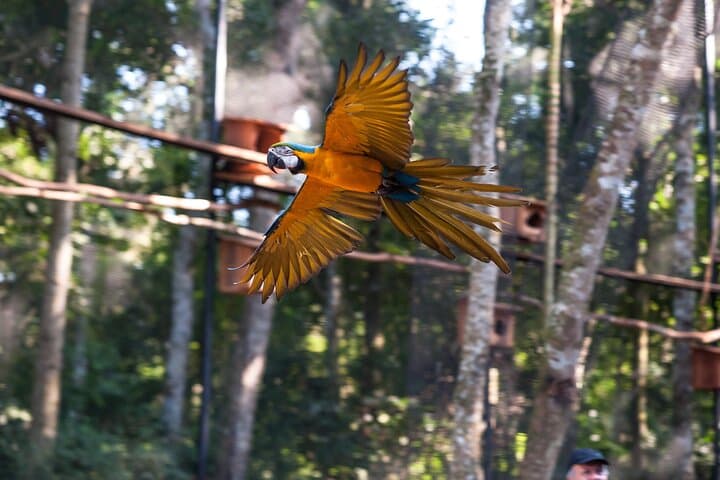 Iguazu Falls & Bird Park: 3-Day Foz do Iguaçu Classic Package Guide photo 4