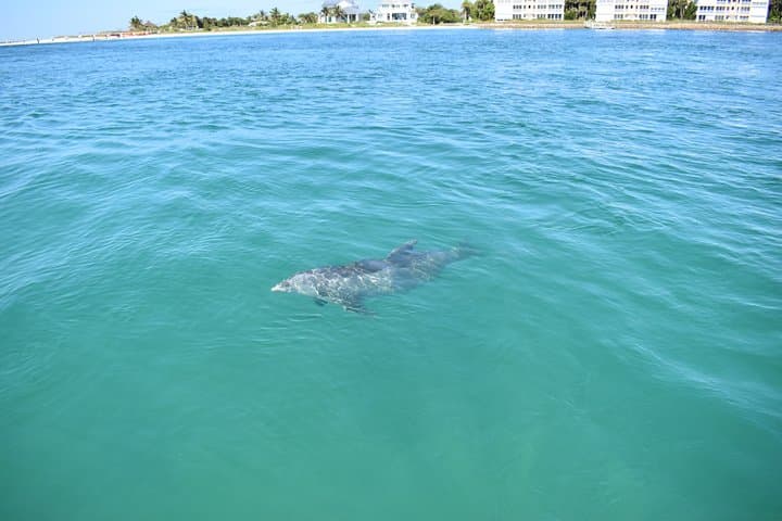 Tiny Tiki Half-Day Cruise to Lovers Key from Fort Myers Beach photo 4