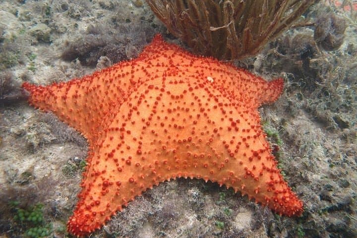Explore Contoy Island: Snorkel the Great Mayan Reef and Visit Isla Mujeres photo 3
