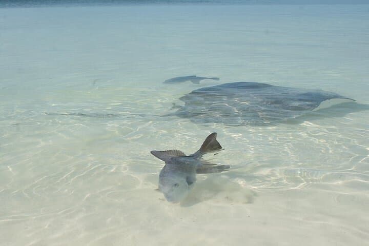 Explore Contoy Island: Snorkel the Great Mayan Reef and Visit Isla Mujeres photo 6