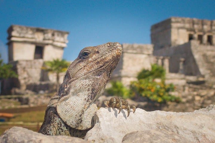 Tulum and Extreme Ride from Cancun: ATV Adventure, Cenote Swim & Tulum Ruins Tour photo 3