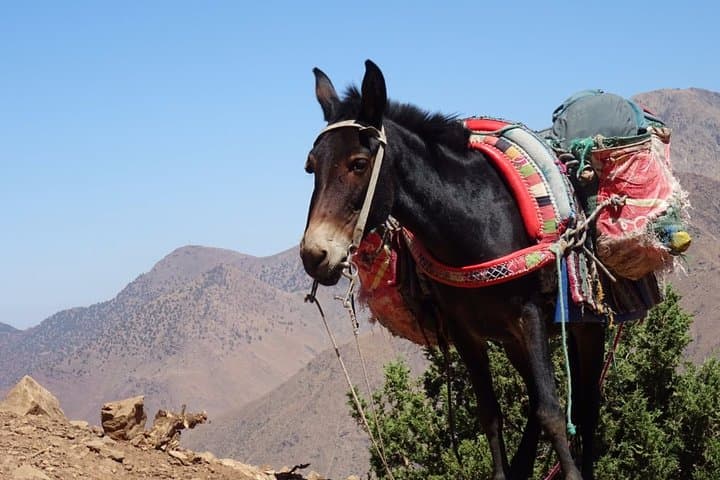 Two-Day High Atlas Trek Through Berber Villages and Waterfalls photo 6