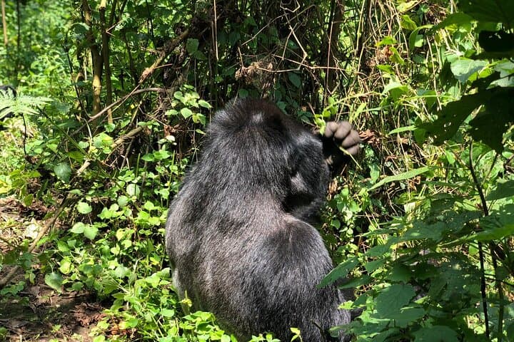 3-Day Luxury Gorilla Trekking Safari in Bwindi National Park, Uganda