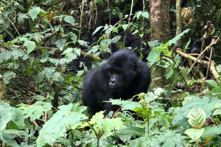 3-Day Luxury Gorilla Trekking Safari in Bwindi National Park, Uganda photo 3