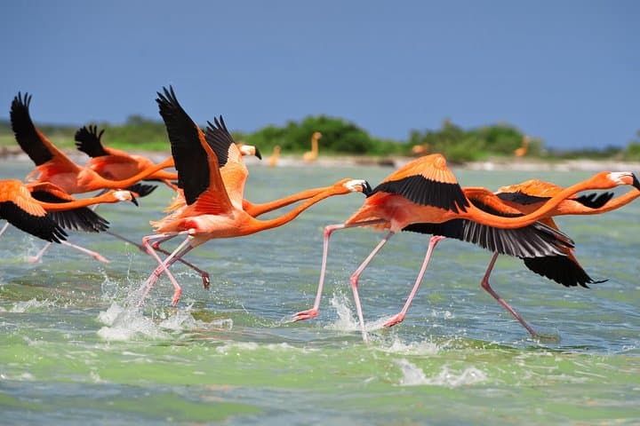 Holbox Day Trip: Punta Mosquito Ferry, Lunch & Island Highlights photo 2