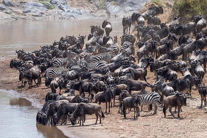 Witnessing the Great Migration Safari: Kenya’s Ultimate Wildlife Adventure photo 1