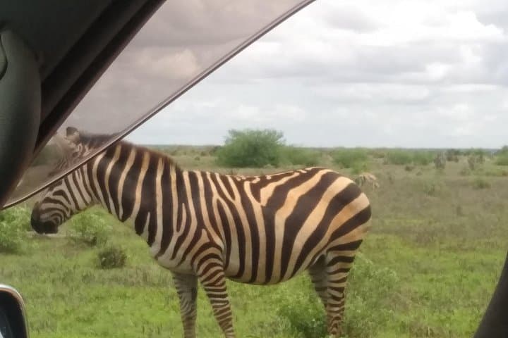 Witnessing the Great Migration Safari: Kenya’s Ultimate Wildlife Adventure photo 2