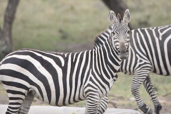 Quick Nairobi layover safari to Nairobi National Park photo 5