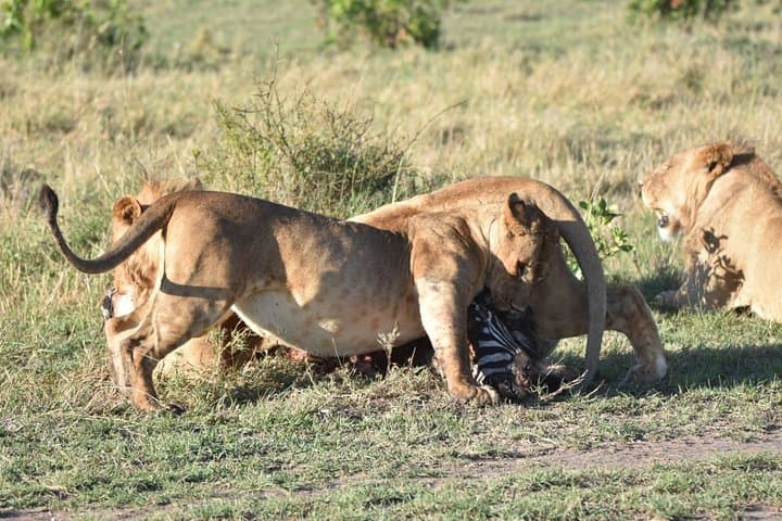 Quick Nairobi layover safari to Nairobi National Park photo 6