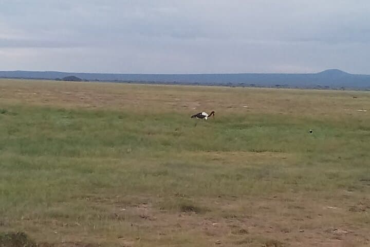 6-Day Birdwatching: Lake Baringo & Kakamega Forest Adventure photo 2