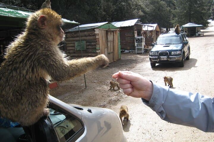 Middle Atlas Day Trip from Fez: Ifrane, Cedar Forests & Azrou photo 4