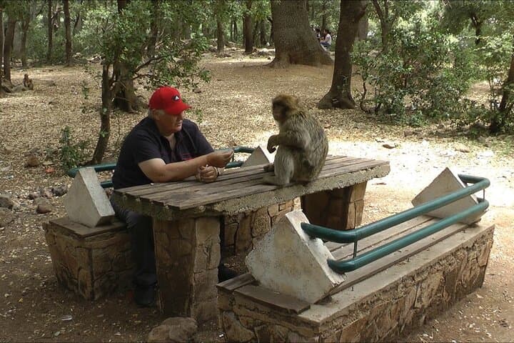 Middle Atlas Day Trip from Fez: Ifrane, Cedar Forests & Azrou photo 3
