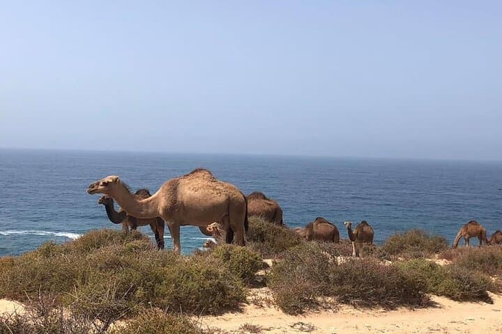 Custom Day Trips from Marrakech: Ouzoud Falls, Essaouira, Ait Ben Haddou & Paradise Valley photo 6