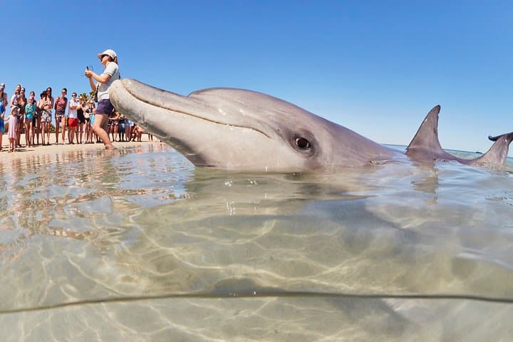 7-Day Exmouth Explorer: Pinnacles, Monkey Mia & Ningaloo Reef Adventure from Perth photo 3