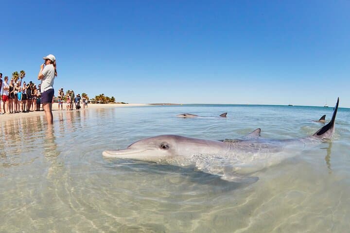 Coral Coaster: 6-Day Perth to Exmouth Adventure through Pinnacles, Monkey Mia & Ningaloo photo 6