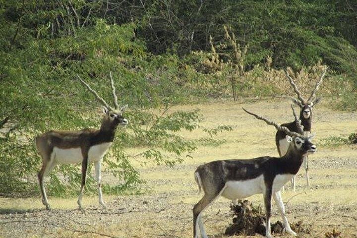 Village Safari: Half-Day Bishnoi Villages Tour from Jodhpur