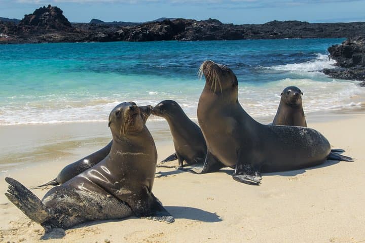 Ecuador & Galapagos: 12-Day Andes to Enchanted Islands Adventure
