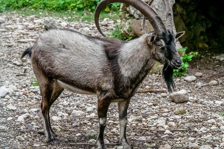 Hike Samaria Gorge: Full-Day Descent from Omalos to Agia Roumeli photo 4