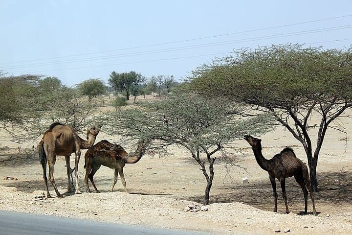 Camel Safari in the Thar: High Tea & Folk Music Near Bikaner photo 2