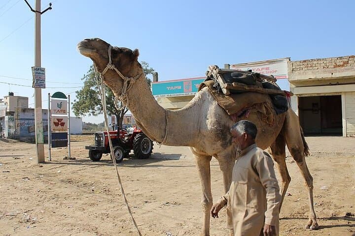 Camel Safari in the Thar: High Tea & Folk Music Near Bikaner photo 4