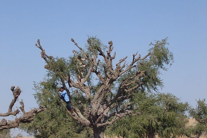 Thar Desert Camel Safari Near Bikaner: Evening Camel Ride, Rajasthani Dinner & Folk Music photo 4