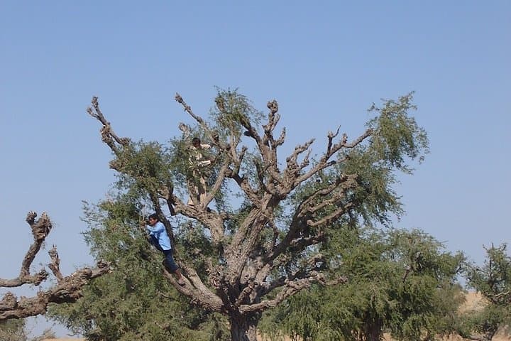 Camel Safari in the Thar: High Tea & Folk Music Near Bikaner photo 5