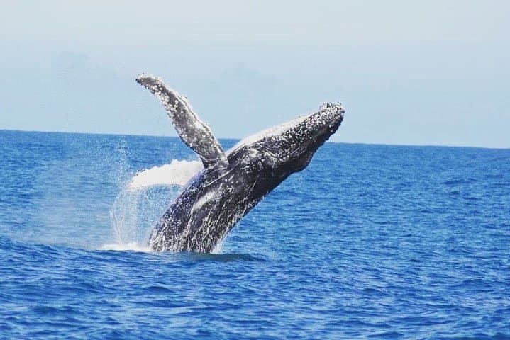 Kalbarri Whale Watching: Up-Close Humpback Encounters from a 50-Foot Vessel