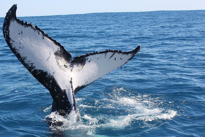 Kalbarri Whale Watching: Up-Close Humpback Encounters from a 50-Foot Vessel photo 6