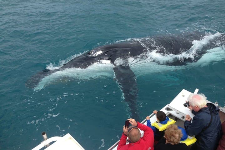 Kalbarri Whale Watching: Up-Close Humpback Encounters from a 50-Foot Vessel photo 2