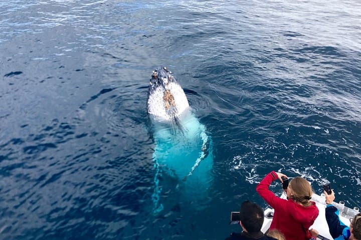 Kalbarri Whale Watching: Up-Close Humpback Encounters from a 50-Foot Vessel photo 4