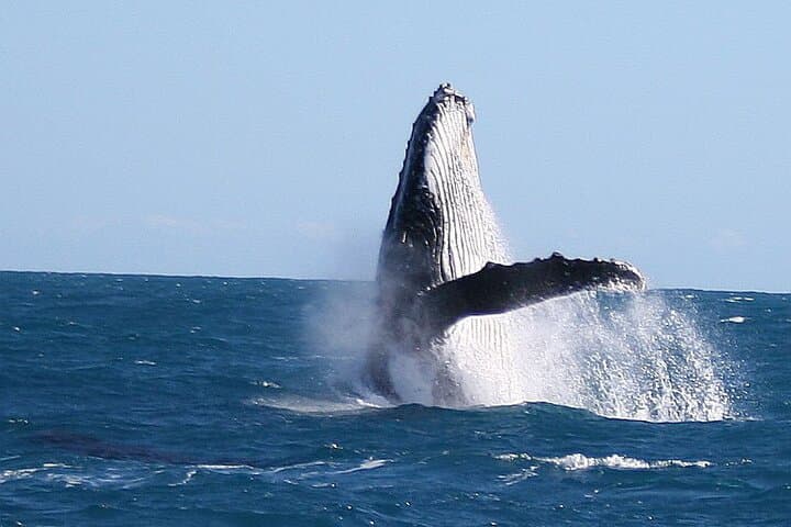 Kalbarri Whale Watching: Up-Close Humpback Encounters from a 50-Foot Vessel photo 5