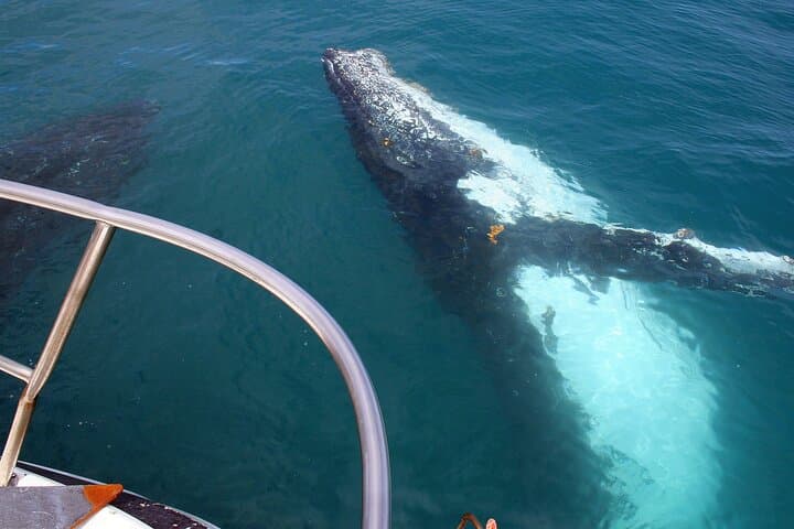 Kalbarri Whale Watching: Up-Close Humpback Encounters from a 50-Foot Vessel photo 3