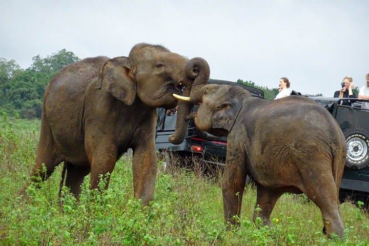 2-Day Udawalawe Safari from Bentota — Elephant Encounters & Night Drives photo 5