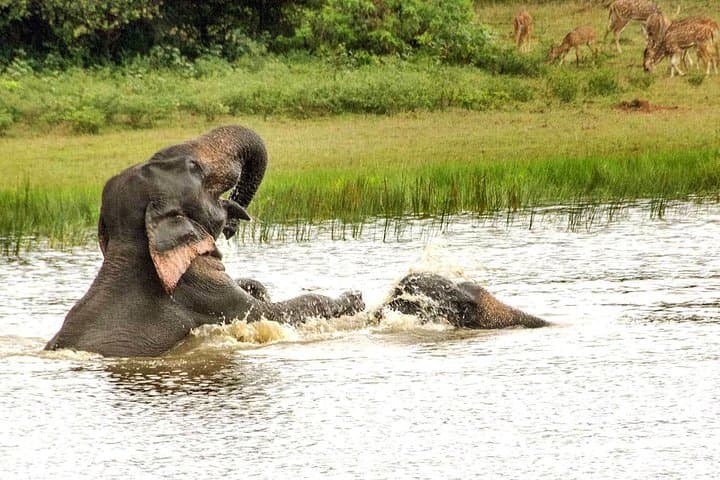 2-Day Udawalawe Safari from Bentota — Elephant Encounters & Night Drives photo 6
