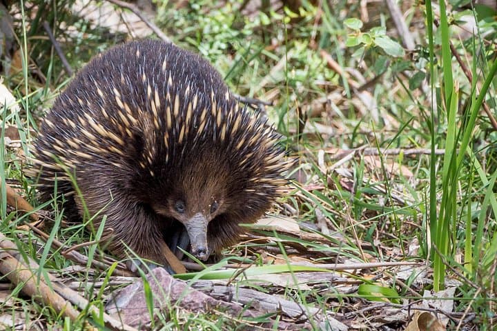 Great Ocean Road to the Grampians: 3-Day Coastal and Mountain Adventure from Melbourne
