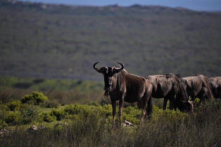 West Coast Private Safari from Cape Town — Buffelsfontein, Darling & Yzerfontein Day Tour photo 3