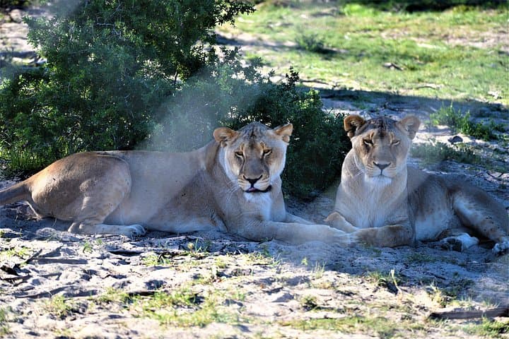 West Coast Private Safari from Cape Town — Buffelsfontein, Darling & Yzerfontein Day Tour photo 4