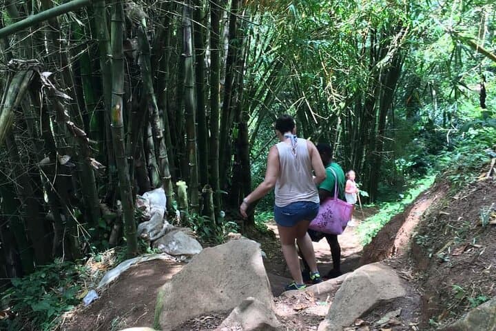 Hike Grand Etang National Park: Small-Group Rainforest Trek & St. Margaret's Waterfalls, Grenada photo 4