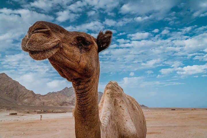 Sinai Desert Camel Ride with Bedouin Dinner & Stargazing Near Sharm El Sheikh photo 1