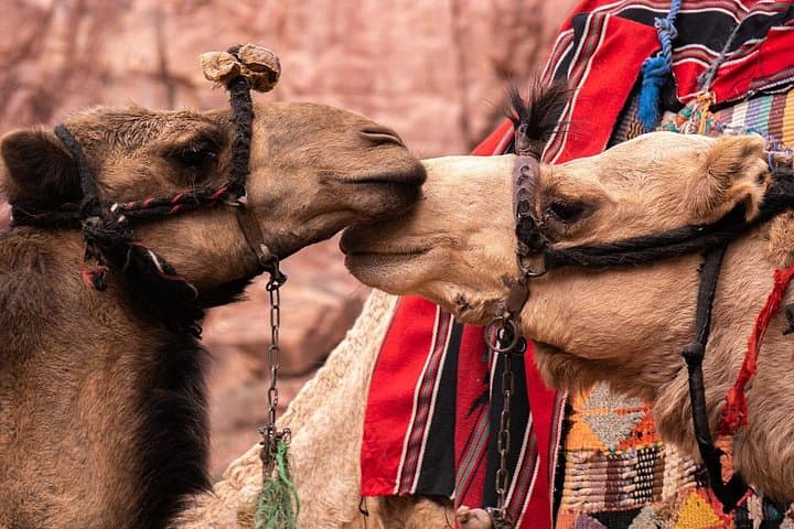 Sinai Desert Camel Ride with Bedouin Dinner & Stargazing Near Sharm El Sheikh photo 4