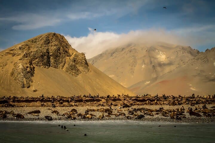 Exploring Paracas National Reserve: Wind‑Carved Cliffs, Wildlife & Pre‑Inca Sites photo 5