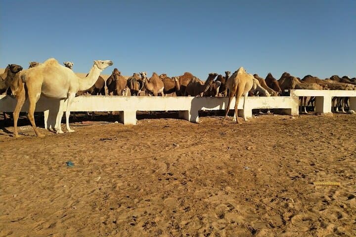 Dakhla White Dune & Imlili Excursions — Private Desert and Beach Discovery photo 6