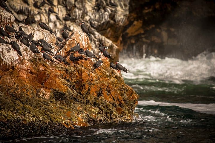Exploring Paracas National Reserve: Wind‑Carved Cliffs, Wildlife & Pre‑Inca Sites photo 3