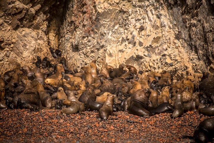Exploring Paracas National Reserve: Wind‑Carved Cliffs, Wildlife & Pre‑Inca Sites photo 6