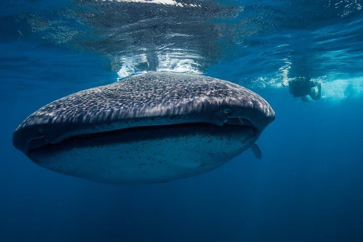 Swim with Whale Sharks from Cancun: Day Expedition to Isla Contoy photo 4