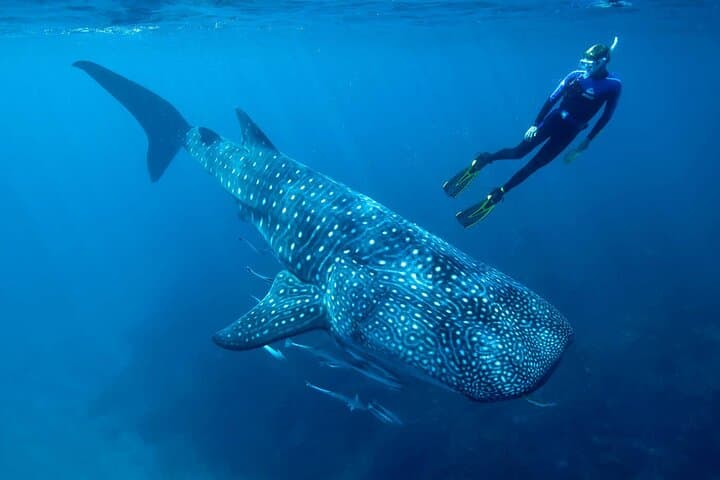 Swim with Whale Sharks from Cancun: Day Expedition to Isla Contoy