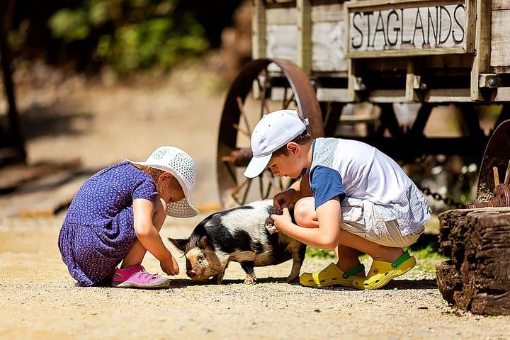 Skip the Line to Staglands Wildlife Reserve: Feed Kune Kune Pigs & Meet Native Birds