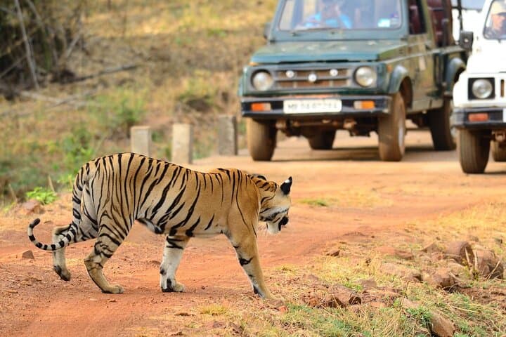 Nagpur to Vizag Tribal Villages & Tiger Safari: Tadoba, Bastar & Araku Valley Adventure