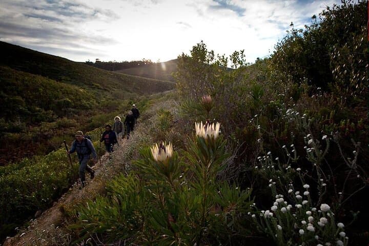 3-Day Fynbos Trail: Guided Hiking in The Overberg from Cape Town photo 4